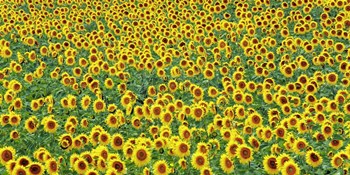 Sunflower field, France by Frank Krahmer art print