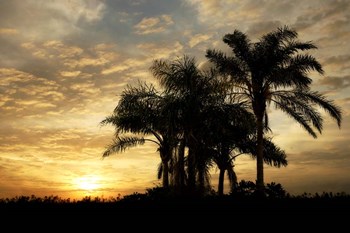 Everglades Sunrise by Mike Jones Photo art print