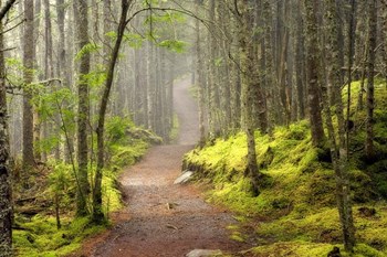 Lubec Path by Mike Jones Photo art print