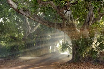 Boca Grande Banyon Street by Mike Jones Photo art print