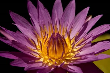 Fairchild Gardens Lily by Mike Jones Photo art print