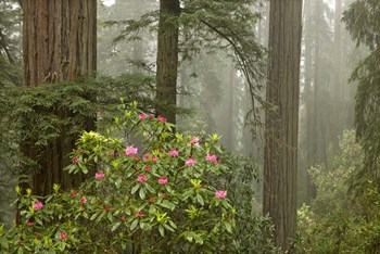 Redwood Fog Rhododendrons by Mike Jones Photo art print