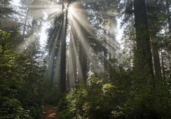 Redwoods NP Ladybird Johnson Lightbeam by Mike Jones Photo art print