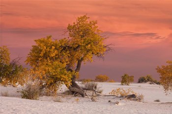 White Sands Yellow Tree by Mike Jones Photo art print
