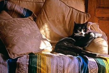 Tuxedo Cat Sitting On Sofa by Vintage PI art print