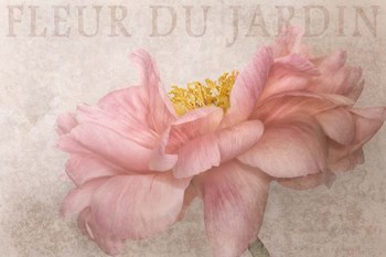 Garden Flower by Cora Niele art print