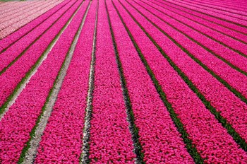 Tulip Field Hot Pink by Cora Niele art print