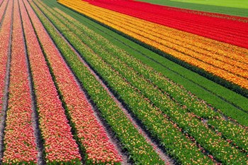 Tulip Field In Orang, Red And Green by Cora Niele art print