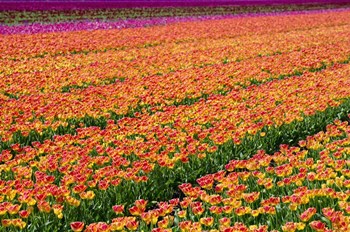 Tulip Field Orange by Cora Niele art print