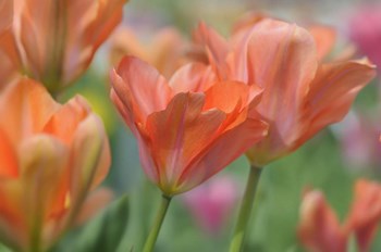 Tulip Flower Orange Wings by Cora Niele art print