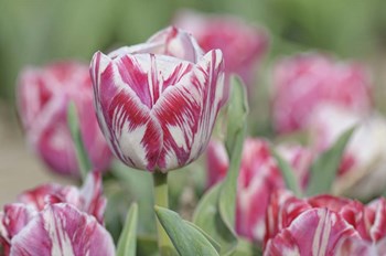 Tulip Rembrandt-Spaendonck by Cora Niele art print