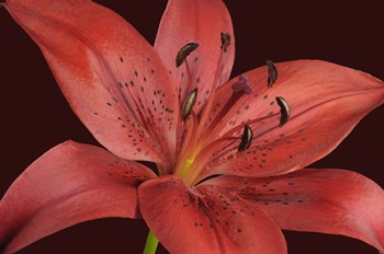 Red Lily by Cora Niele art print