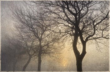 Mystic Trees with Owl by Cora Niele art print