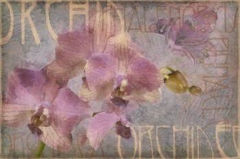 Orchid I by Cora Niele art print