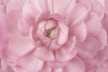 Pink Flower Petals by Cora Niele art print