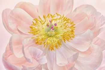 Salmon Pink Peony by Cora Niele art print