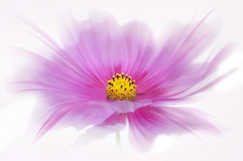 Dancing Flower Deep Pink Cosmos by Cora Niele art print