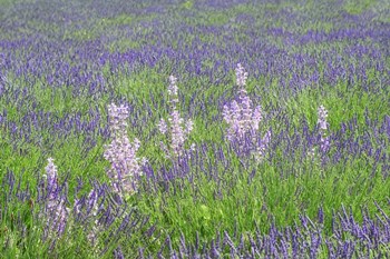 Lavender Fields with Clary Sage by Cora Niele art print