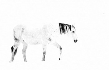 Equine by Lu Anne Tyrrell art print