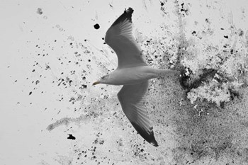 A Splash Of Gull by Jai Johnson art print