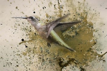 On The Fly by Jai Johnson art print