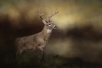 Streamside Buck by Jai Johnson art print