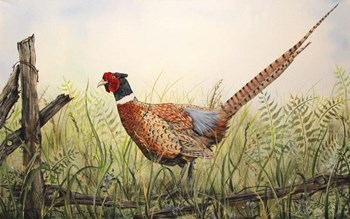 Glorious Pheasant by Jean Plout art print