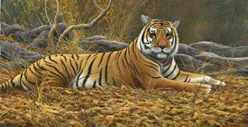 Bengal Tiger by Dr. Jeremy Paul art print