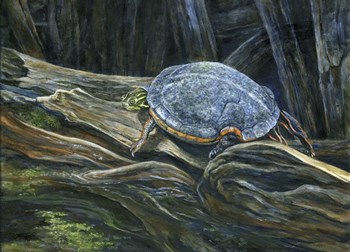 Hard Top by John Morrow art print