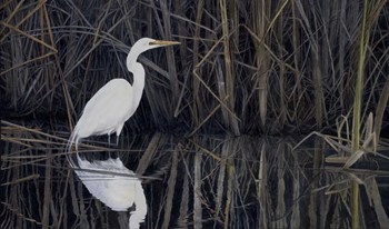 Is a Virtue by John Morrow art print