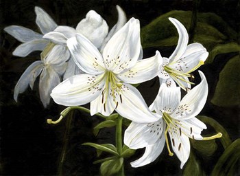 Sara White by John Morrow art print