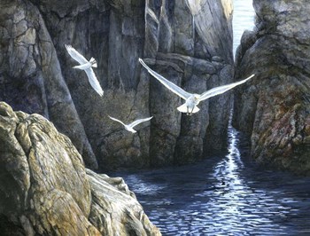 The Gulls of Puplit Rock by John Morrow art print