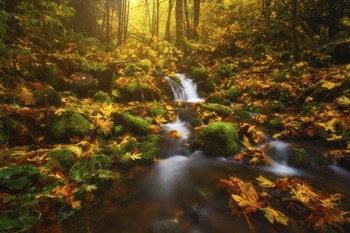 Golden Creek Cascade by Darren White Photography art print