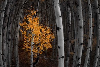 Light of the Forest by Darren White Photography art print