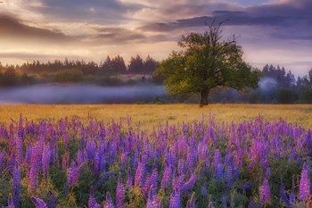 Lupine Sunrise by Darren White Photography art print