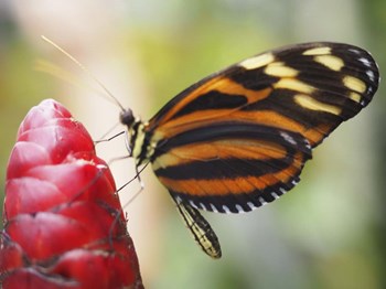 Butterfly 1 by Stephanie Analah art print