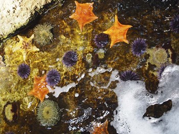 Starfish by Stephanie Analah art print