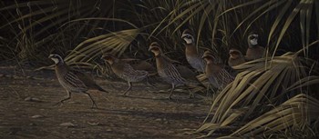 Breaking Cover - Bobwhites by Wilhelm J. Goebel art print