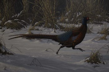 Strauch Pheasant by Wilhelm J. Goebel art print