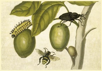 Maria Sibylla Merian 2 by Vintage Lavoie art print