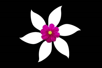 Pink by Ata Alishahi art print