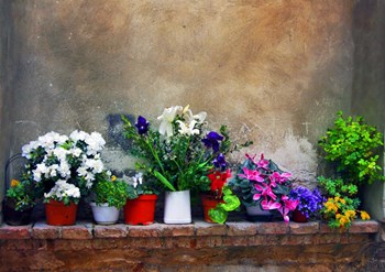 Wall Flowers by Ata Alishahi art print