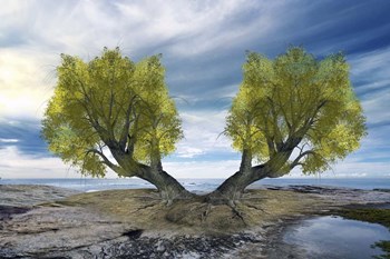 Twin Tree by Ata Alishahi art print