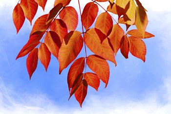 Red Leaves by Ata Alishahi art print