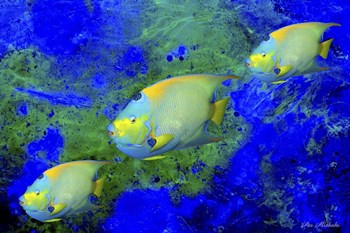 Fish Art 1 by Ata Alishahi art print