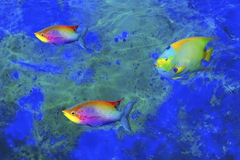 Fish Art 2 by Ata Alishahi art print