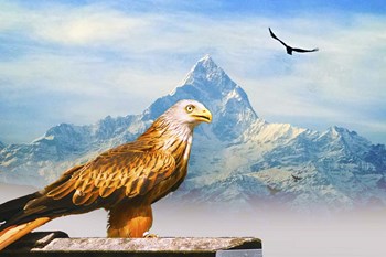 Bird Collection 34 by Ata Alishahi art print