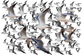 Bird Collection 35 by Ata Alishahi art print