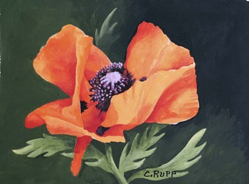 Red Poppy III by Carol J Rupp art print