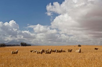 Flock of Sheep Grazing in a Farm, South Africa by Panoramic Images art print
